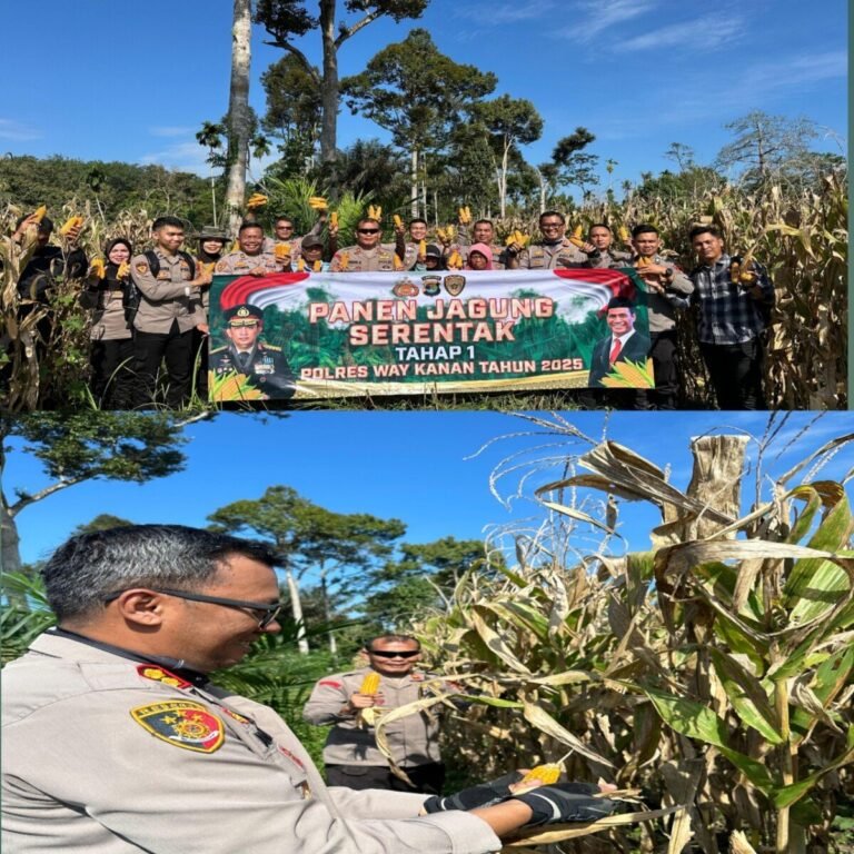 Dukung Program Ketahanan Pangan, Kapolres Way Kanan Panen Jagung Serentak Tahap 1 di PT. BMM