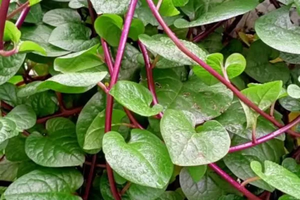 10 Manfaat Rebusan Daun Binahong, untuk Kesehatan,