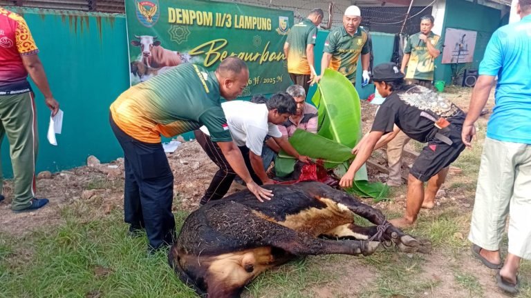 DENPOM II/3 LAMPUNG, adakan Kegiatan Pemotongan Hewan Qurban Sabtu 7/6/2025
