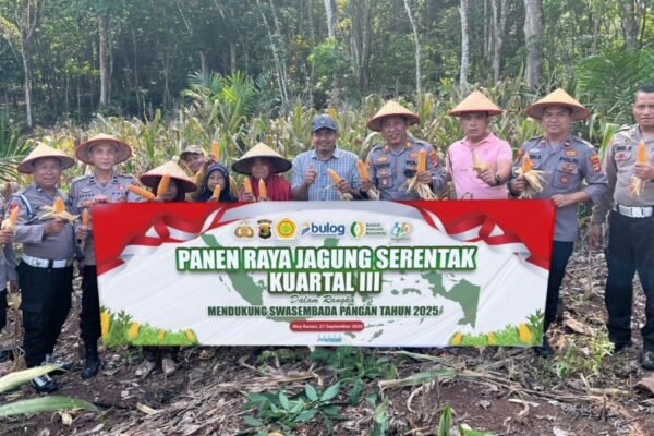 Polsek Blambangan Umpu Panen Jagung Serentak Kuartal III di Tanjung Mas