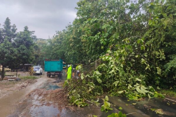 Pohon Jati Tumbang di Jalinsum Kampung Gedung Pakuon